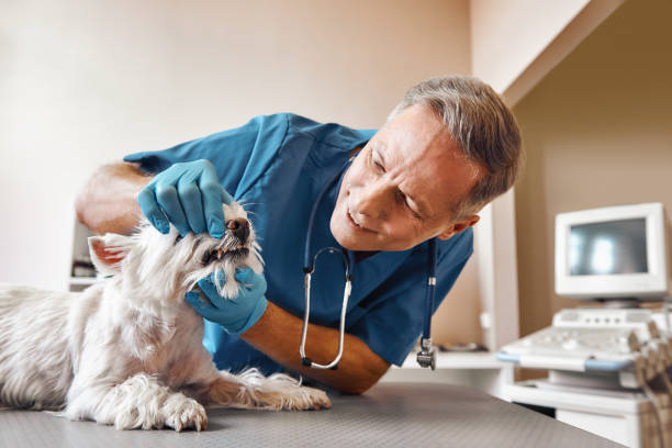 Best After-Hours Emergency Dentist in Steiner Ranch, TX